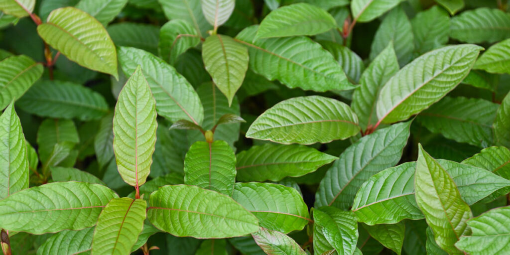 Kratom Powder (Whole Leaf)